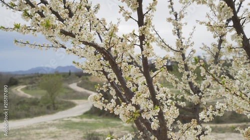 Wallpaper Mural Almond tree with white flowers Torontodigital.ca