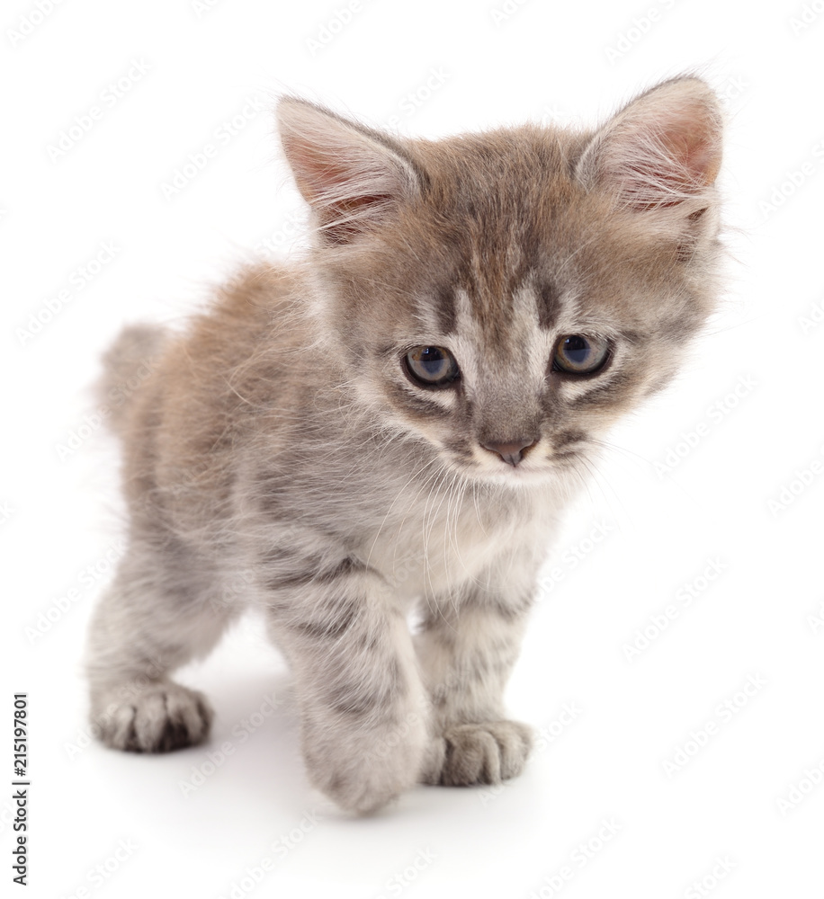 Small gray kitten.