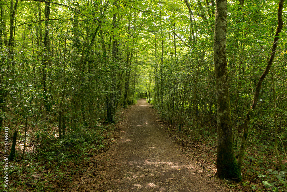 Forest on the Camino de Santiago by Roncesvalles. Forest on the Camino de Santiago by Roncesvalles.