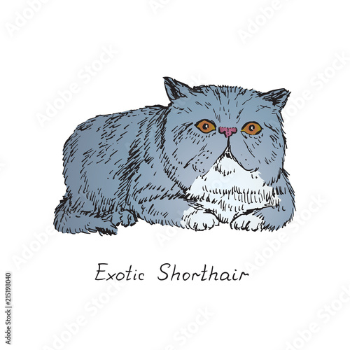 Exotic Shorthair, cat breeds illustration with inscription, hand drawn colorful doodle, sketch, vector
