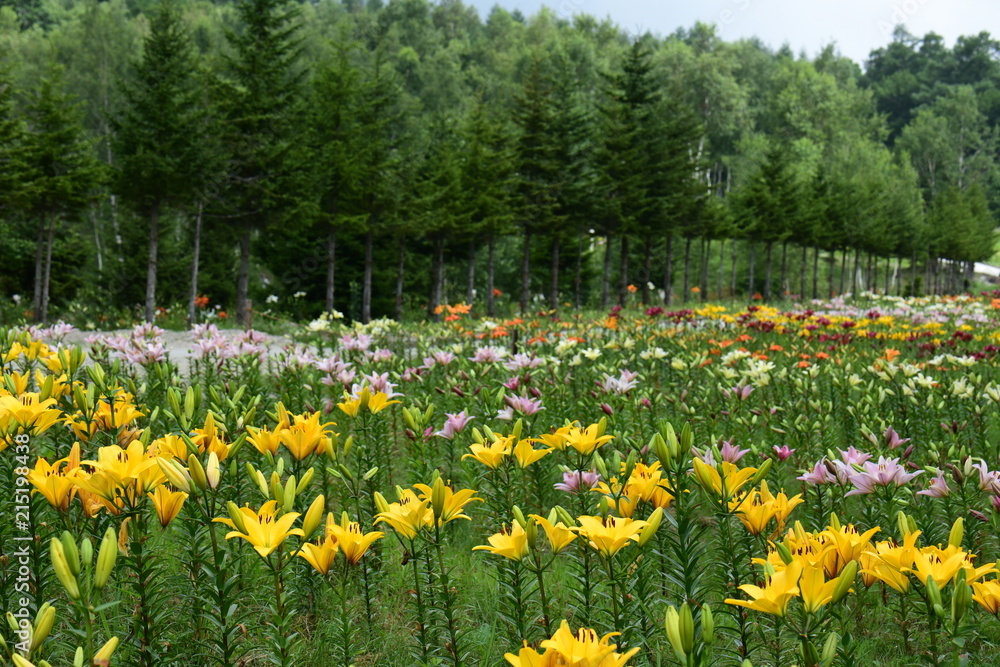 Obraz premium ゆり園