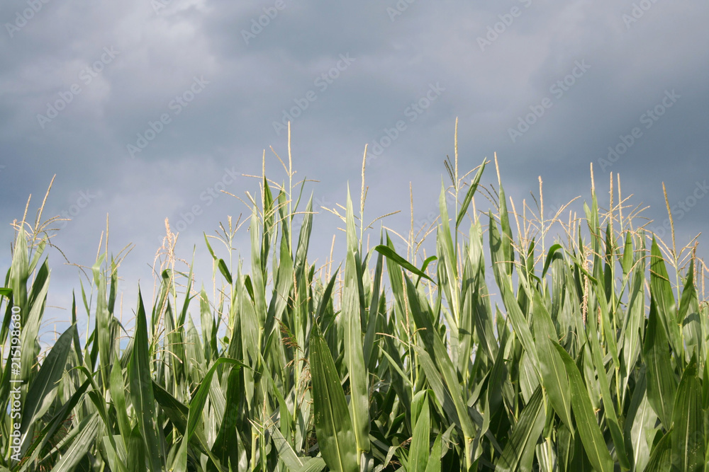 Fototapeta premium Dark storm clouds over green corn field. Agricultural landscape in summer.