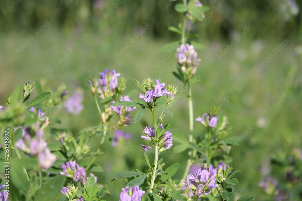 Beautiful purple alfalfa flower in the field. Medicago sativa cultivation in bloom in summer Beautiful purple alfalfa flower in the field. Medicago sativa cultivation in bloom in summer