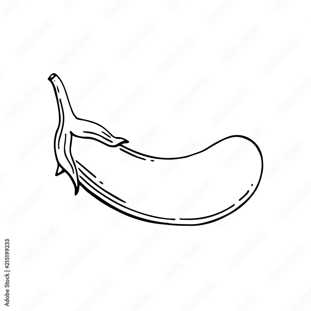Eggplant vegetable on white background. Eggplant for farm market. Vector illustration. Hand drawn Eggplant vegetable on white background. Eggplant for farm market. Vector illustration. Hand drawn