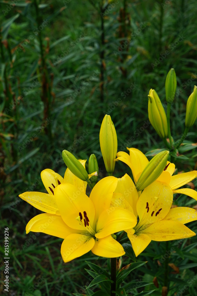 Obraz premium ゆり園