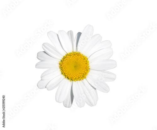 Garden daisy flower cut out on a white background
