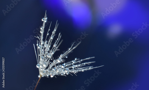 Fototapeta Naklejka Na Ścianę i Meble -  Water drop on dandelion seed