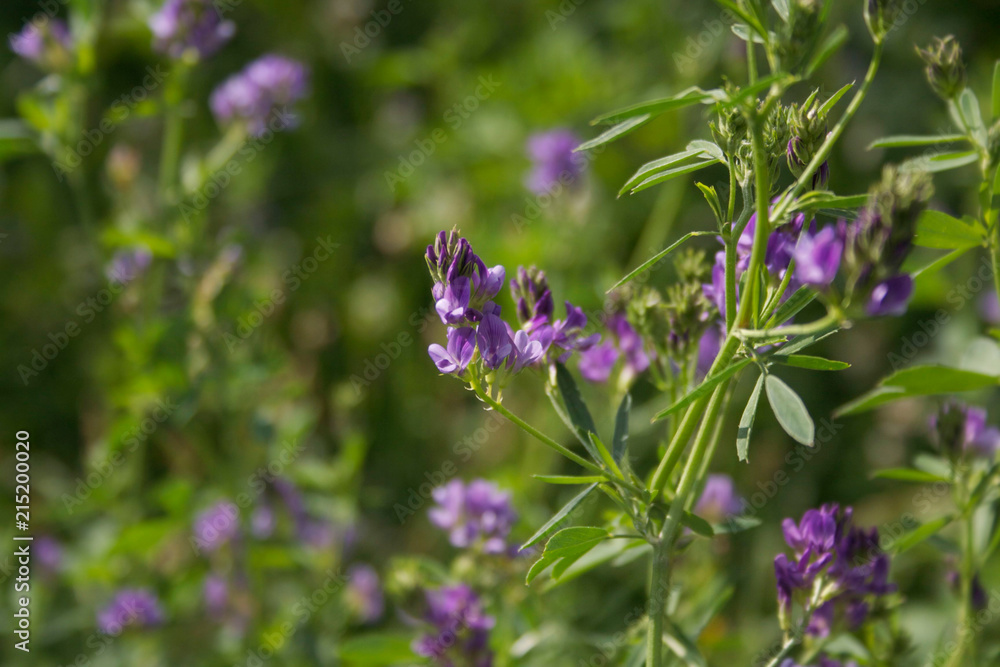 Beautiful purple alfalfa flower in the field. Medicago sativa cultivation in bloom in summer Beautiful purple alfalfa flower in the field. Medicago sativa cultivation in bloom in summer