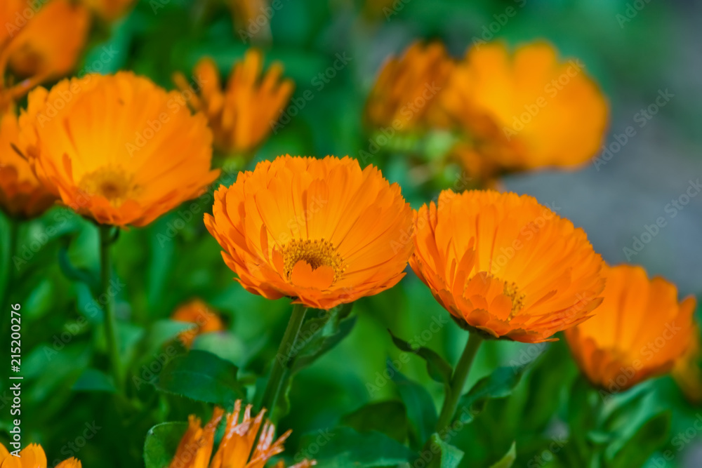 Calendula (marigold) flowers in the garden Calendula (marigold) flowers in the garden