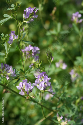 Beautiful purple alfalfa flower in the field. Medicago sativa cultivation in bloom in summer