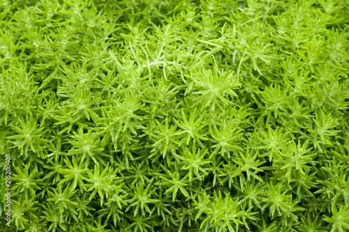 Top view of green leaves of sedum