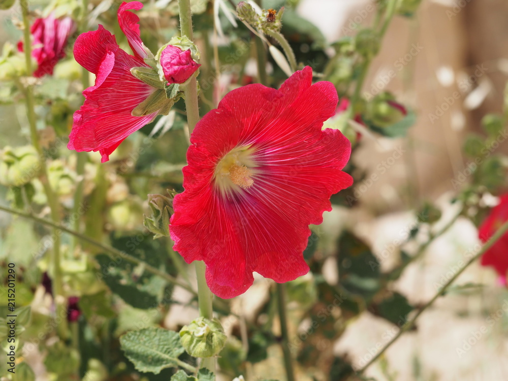 Some red flowers