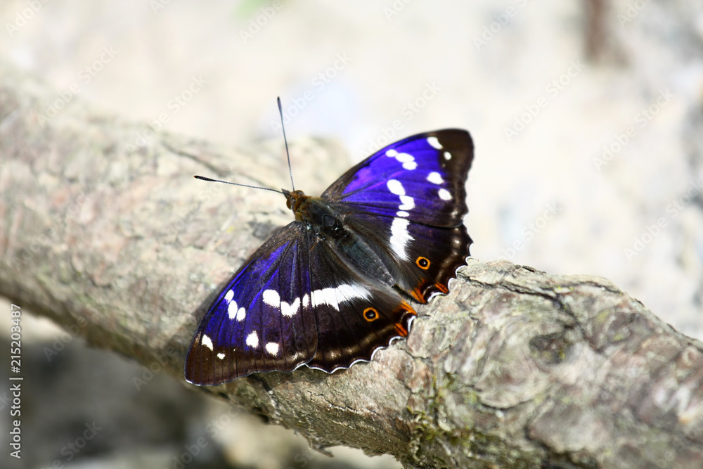 Fototapeta premium Apatura iris