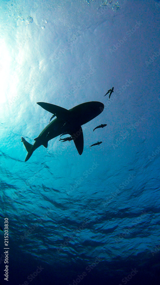 Fototapeta premium Grey Reef Sharks Swim Near Surface