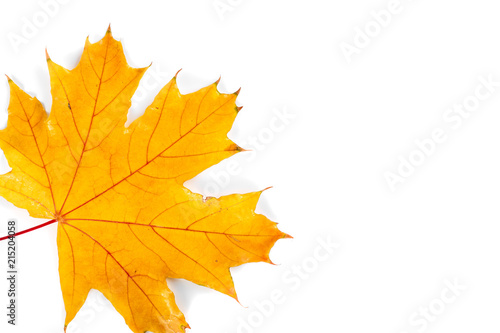 Autumn leaf isolated on white background. Autumn Thanksgiving Background. Maple.