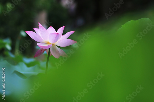 lotus flower in summer