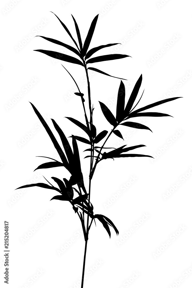 Fototapeta premium tige de bambou noir, fond blanc