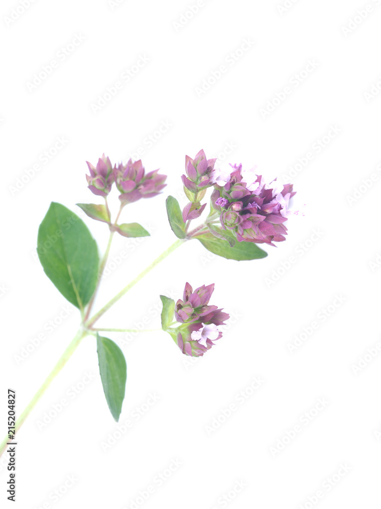Mouse peas flowers on white background