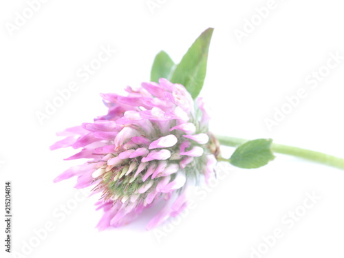 pink clover on a white background