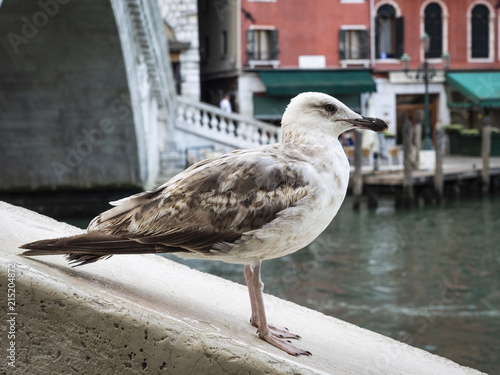 Young Venetian Seagull