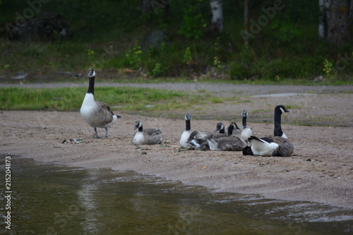 birds