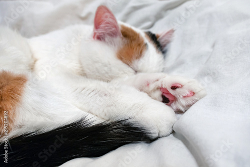 A three-colored cat sleeps in bed. Sleepy white cat with red and black spots. Pet  cute kitten
