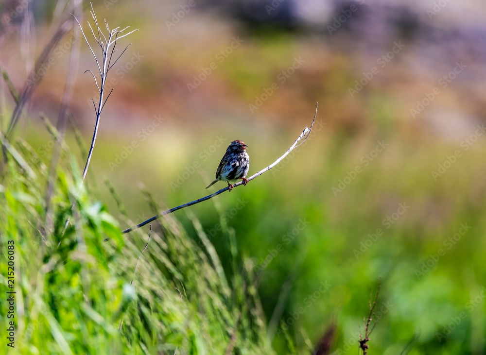 sparrow sparrow