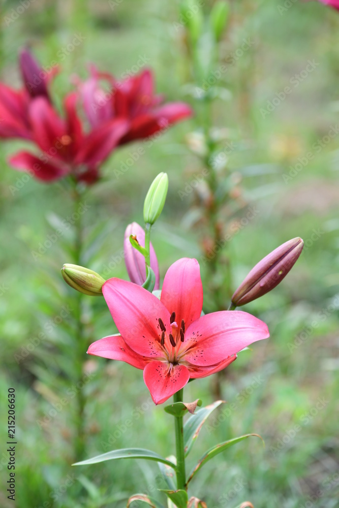 Fototapeta premium ゆり園