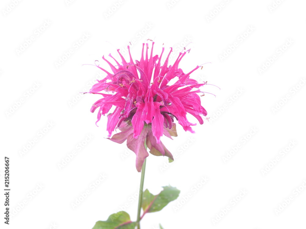 bergamot flower on white background bergamot flower on white background