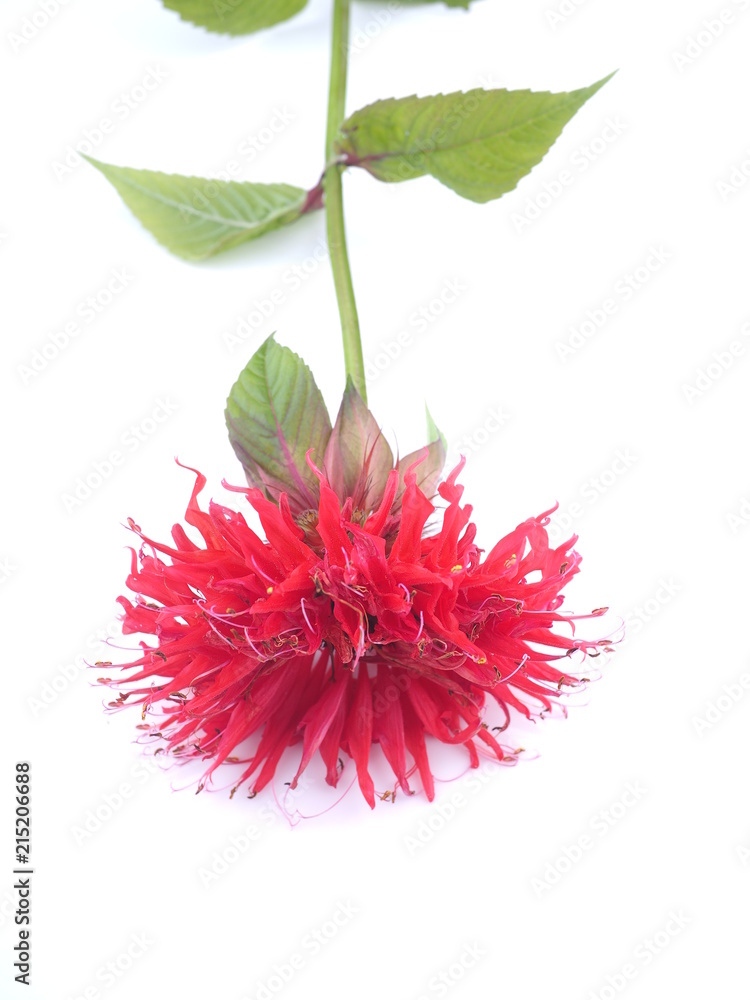 Fototapeta premium bergamot flower on white background