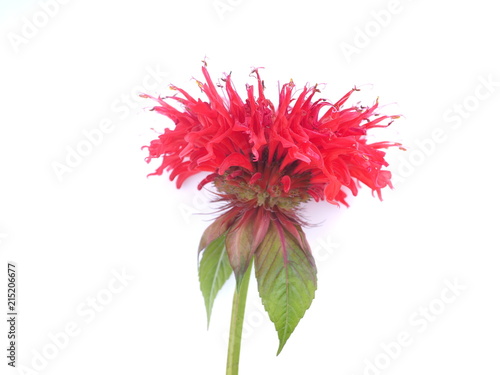 bergamot flower on white background