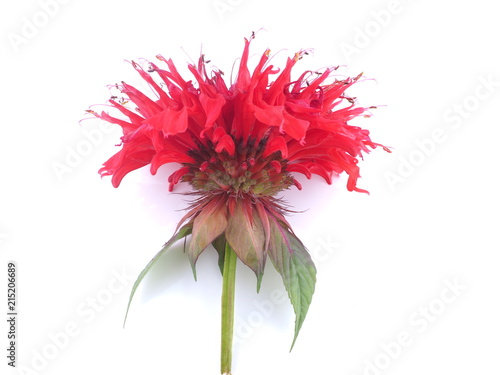 bergamot flower on white background