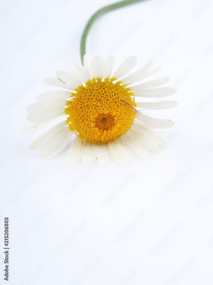 Obraz premium chamomile flower on a light background