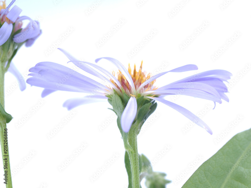 flower aster perennial on a white background flower aster perennial on a white background
