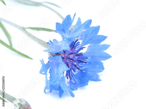 blue flower cornflower on white background