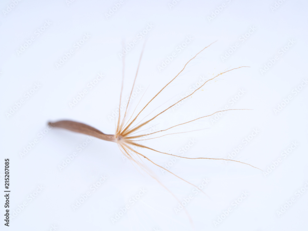 Obraz premium seeds of coltsfoot color on a light background