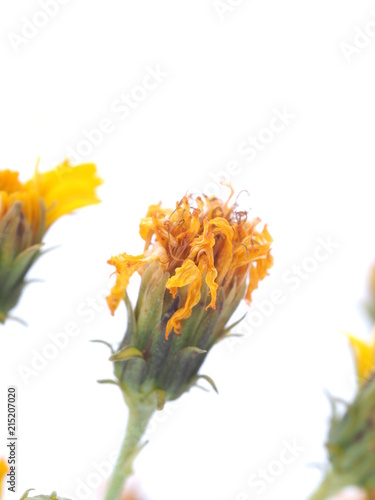 Fototapeta Naklejka Na Ścianę i Meble -  yellow flowers of goldenrod on white background
