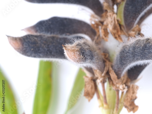 Lupine seeds on a white background