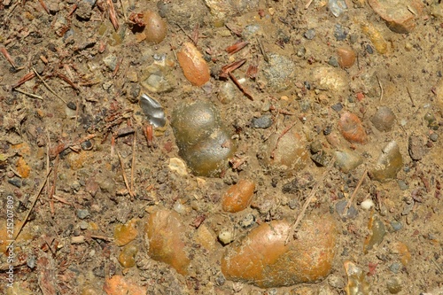Closeup photograph of pebbles in dry ground in a path in a forest. 