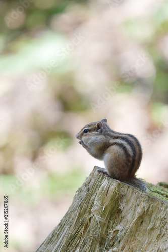 Resident of the forest -Chipmunk-