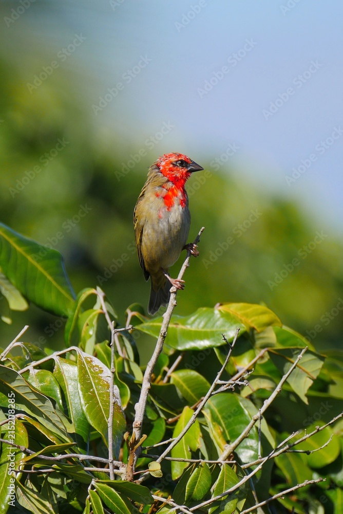 Red Fody bird in natural habitat - Foudia madagascariensis Red Fody bird in natural habitat - Foudia madagascariensis