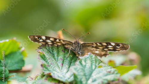 Speckled Wood Facing