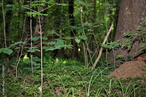 Forest with an anthill
