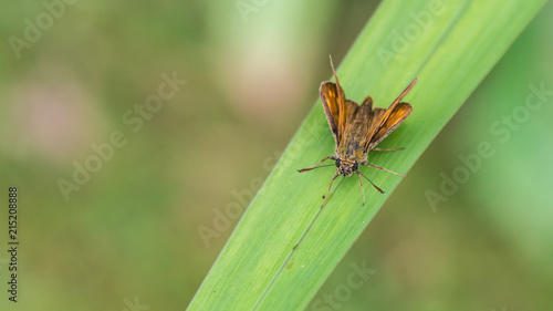 Large Skipper Looking Small
