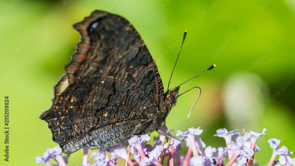 Obraz premium Peacock Underwing On Buddleia