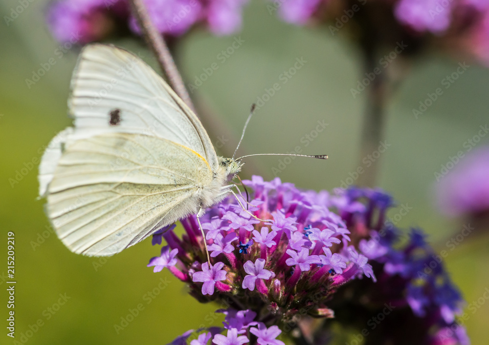 Small White