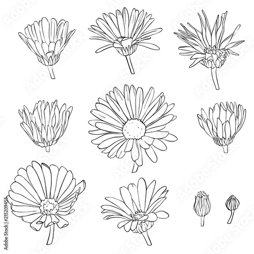 vector set of drawing calendula flowers