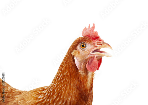 close up head of female chicken isolated white background