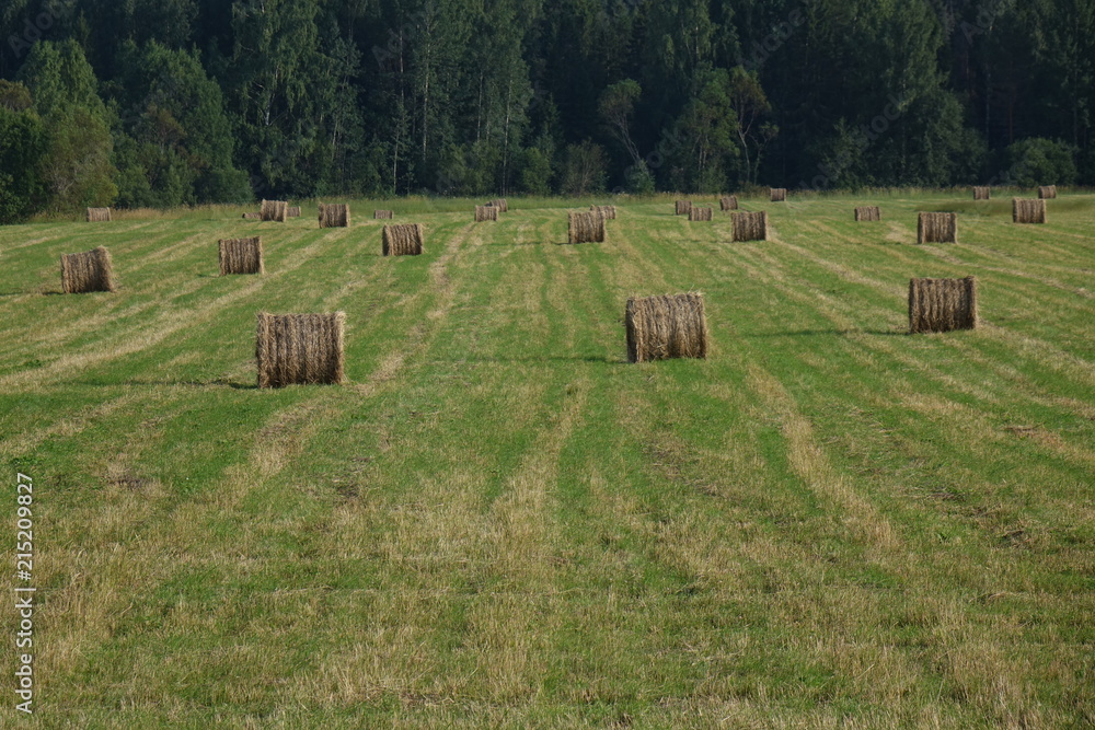 Round hay bales in field with trees, sky and clouds in background