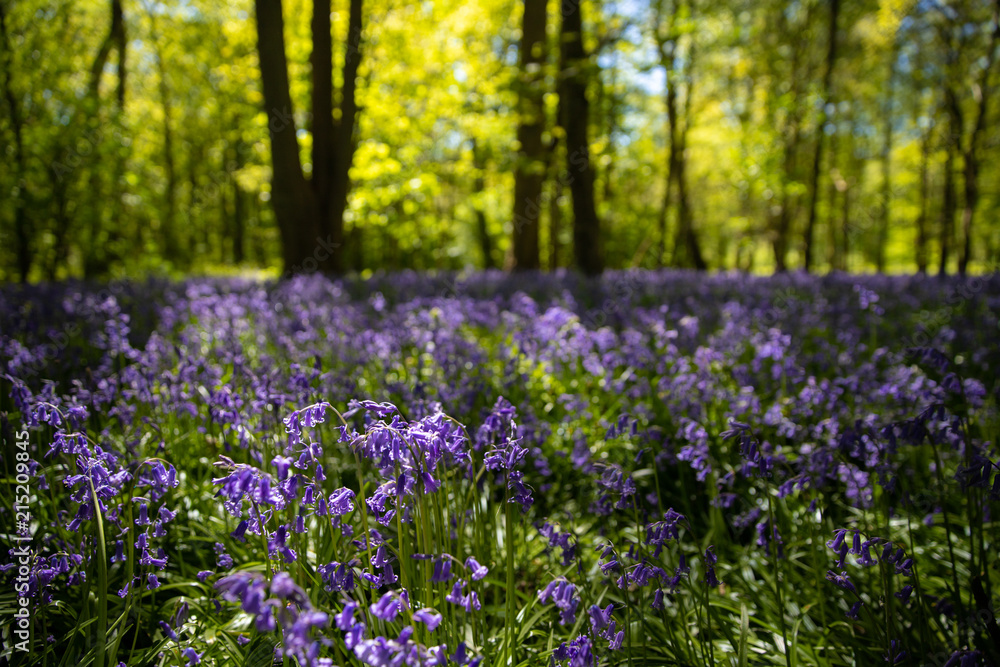 Bluebells in full bloom in the woods around Coombe Abbey Country Park, Coventry, Warwickshire, England Bluebells in full bloom in the woods around Coombe Abbey Country Park, Coventry, Warwickshire, England